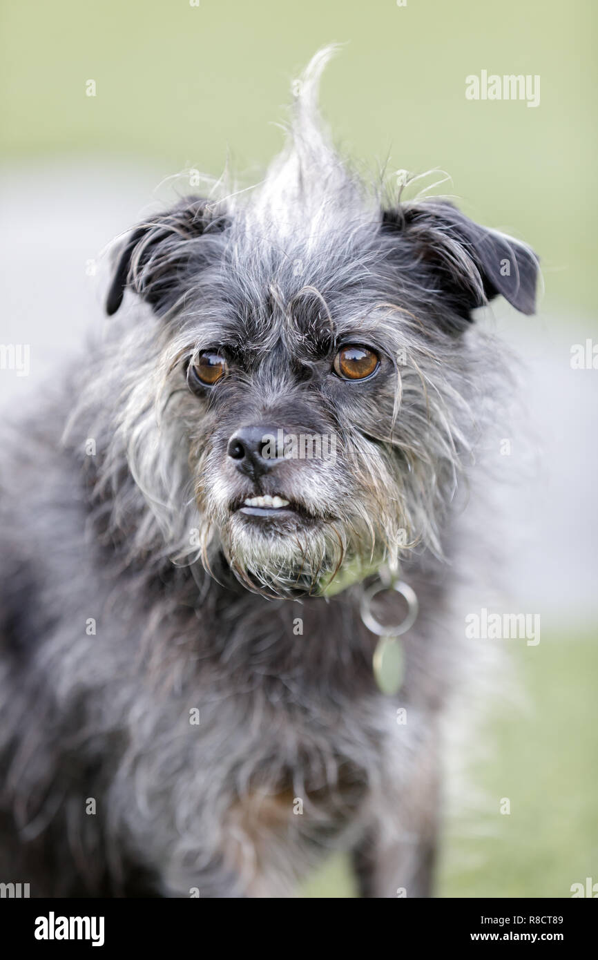 pictures of terrier mix dogs