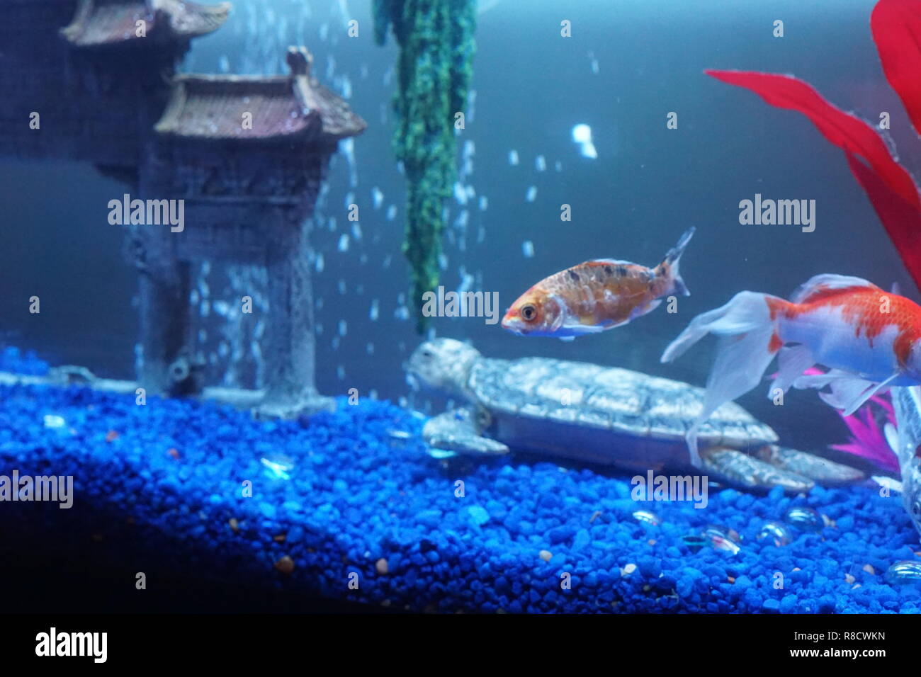 Asian fish tank discount