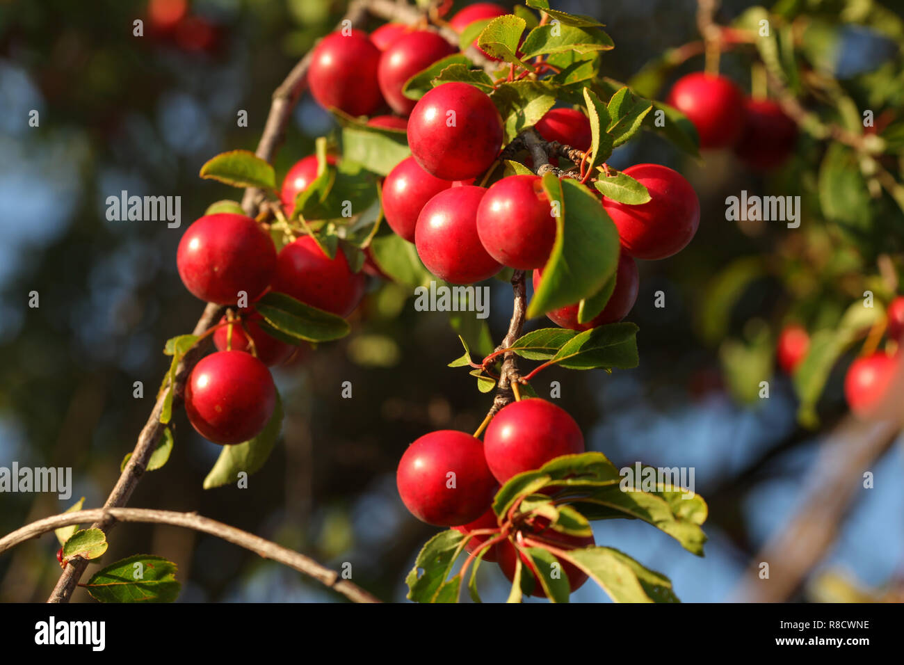 Red Mirabelle Plum / Prune (Prunus domestica subsp. syriaca) growing on tree branches, lit by afternoon sun. Stock Photo
