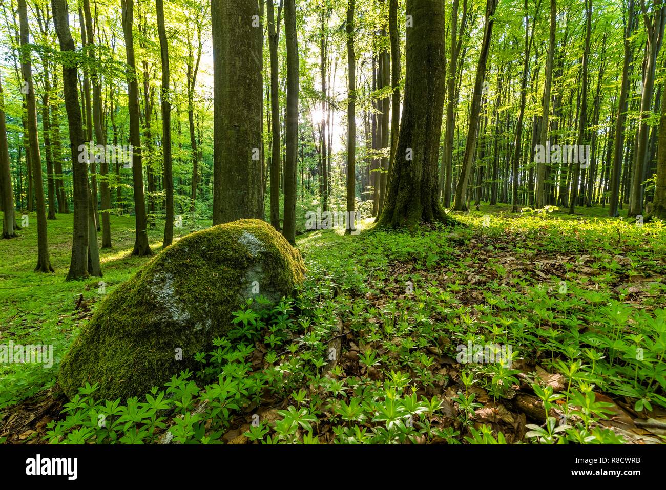 A springy, green beech forest that comes to life, with leaves penetrating the rays of the morning sun. Poland, Beech Reserve, Warmia. Stock Photo
