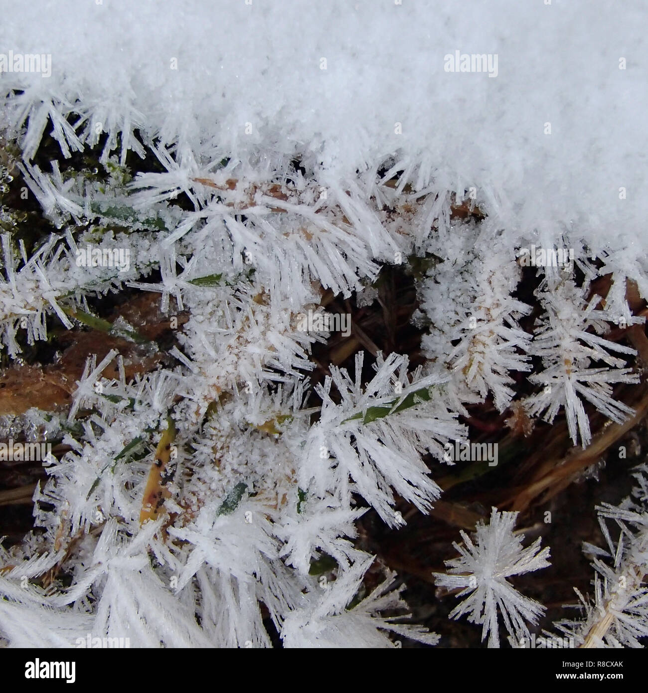 Closeup of frozen crystals on plant hi-res stock photography and images ...