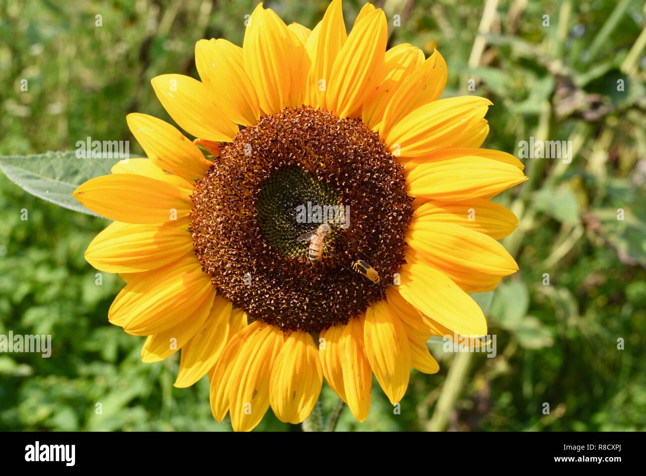 Bright yellow sunflower with honey bee collecting pollen in summer in a garden field, Wisconsin, USA. Stock Photo