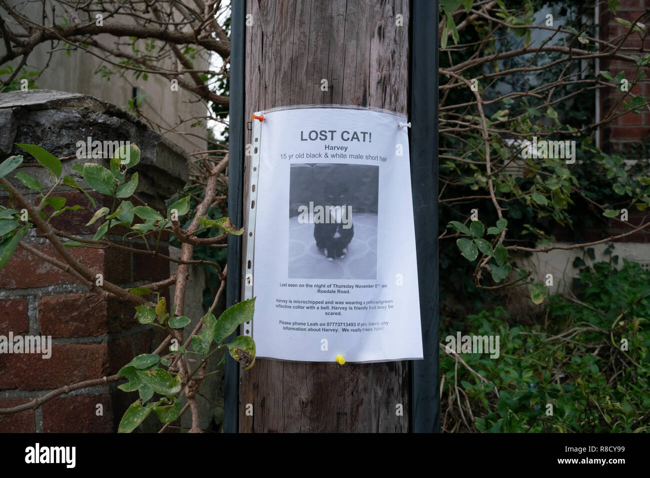 poster-for-a-missing-cat-stock-photo-alamy