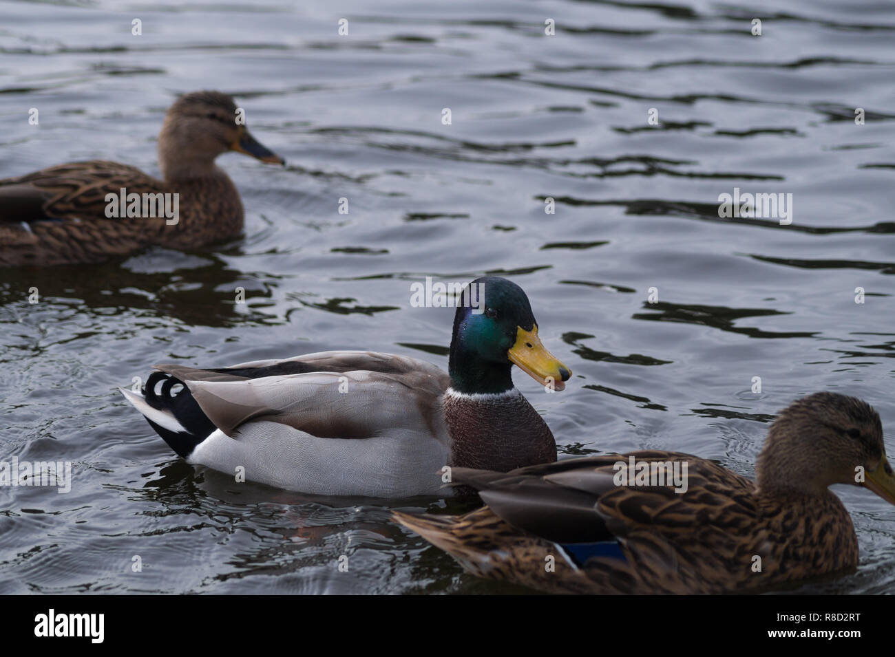 Side View of a floating Mallard Ducks (Anas platyrhynchos) on the Water Stock Photo