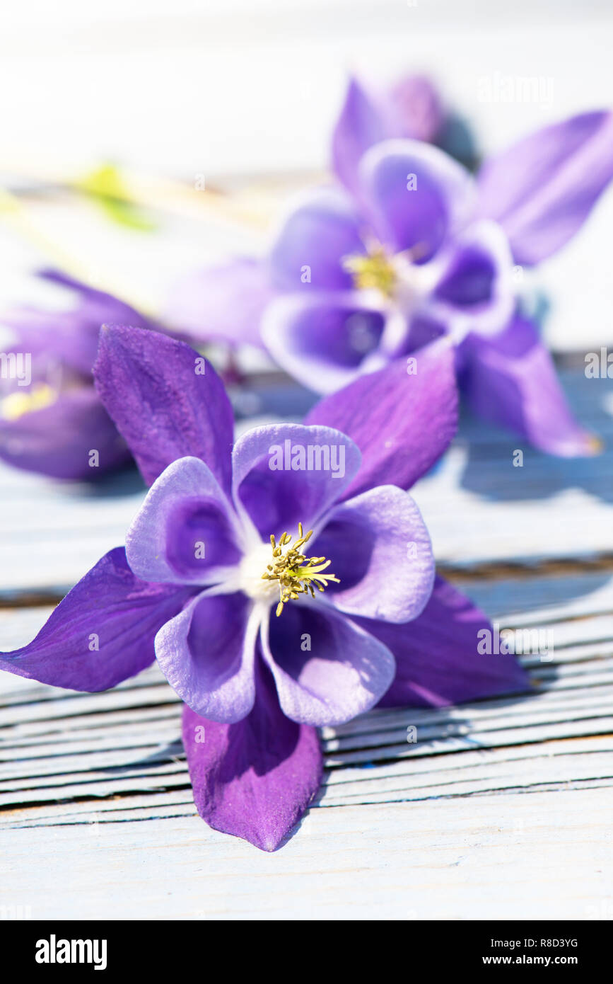 Columbine blossoms on wooden background Stock Photo