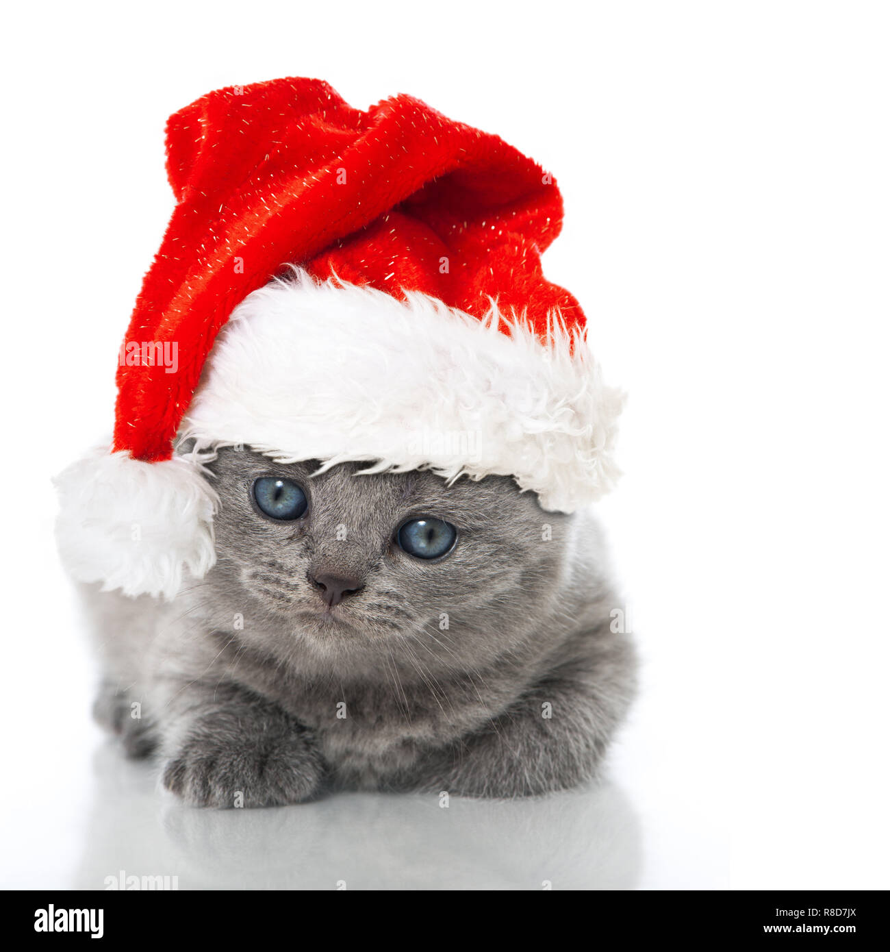 Britisch Kurzhaar Kitten isoliert auf weiß Stock Photo