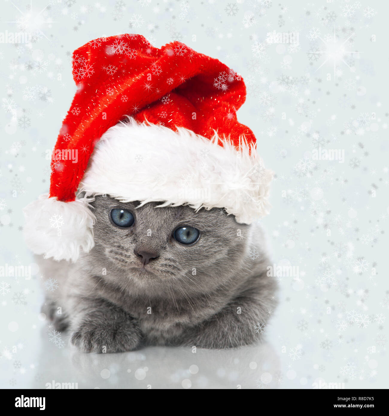 Britisch Kurzhaar Kitten isoliert auf weiß Stock Photo