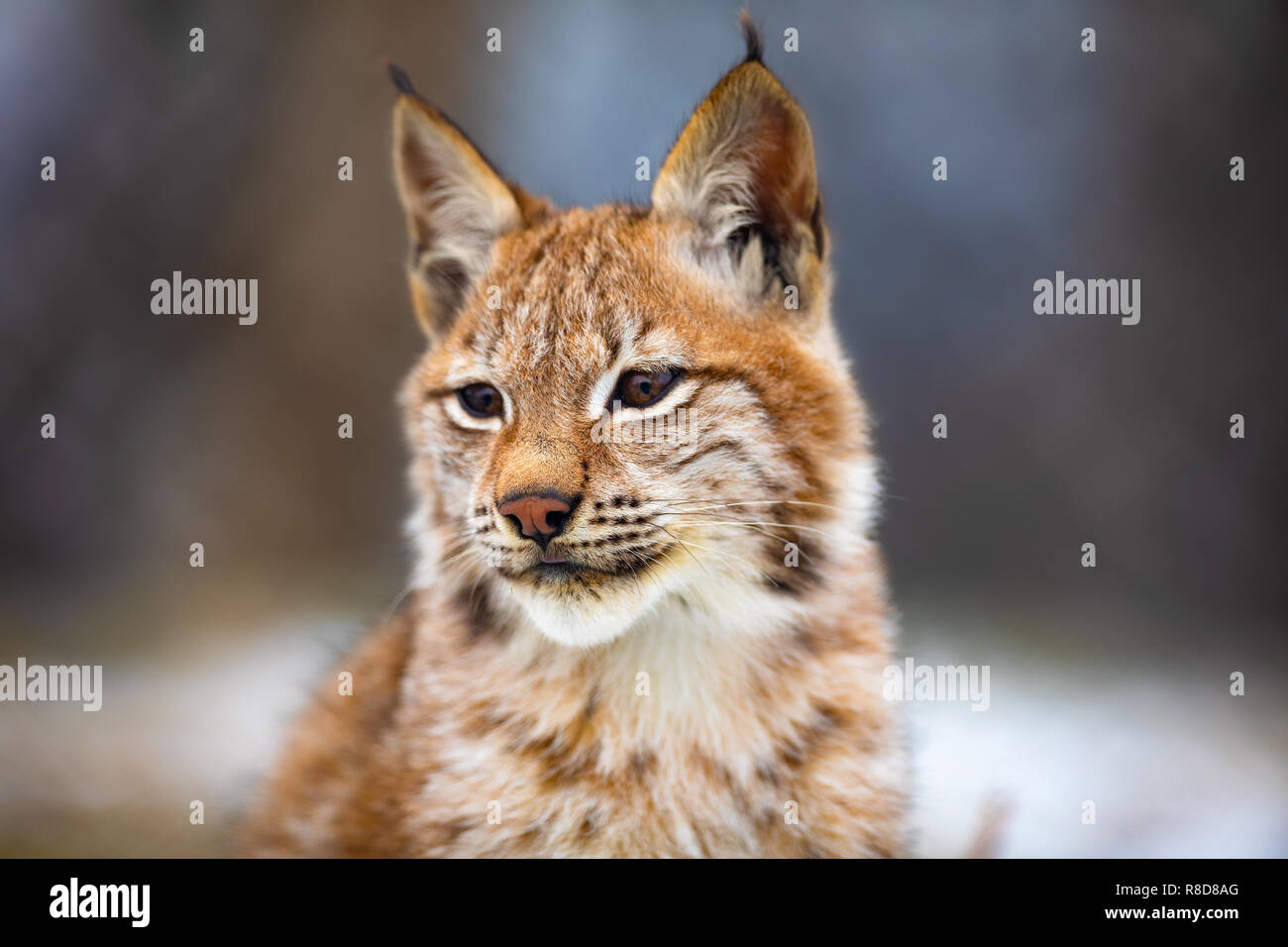 Portrait of eurasian lynx in the forest at early winter Stock Photo Biology Diagrams