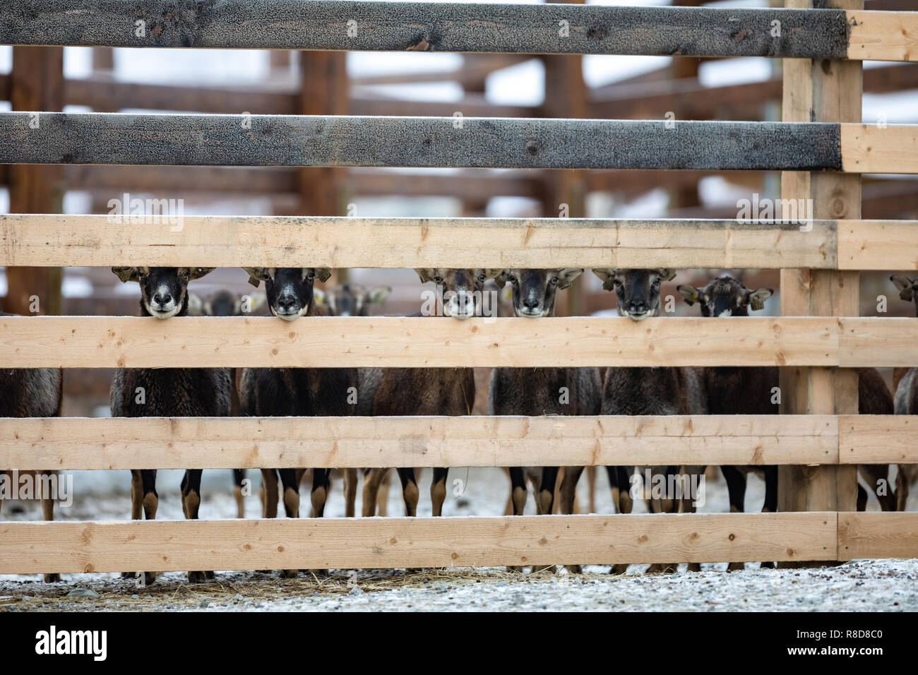 Cute adorable farm goats standing in a row Stock Photo