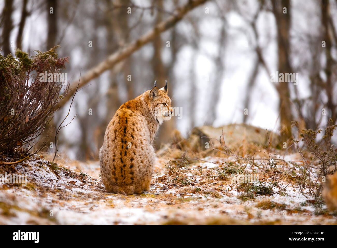 Back view of eurasian lynx looking into the forest in winter Stock ...