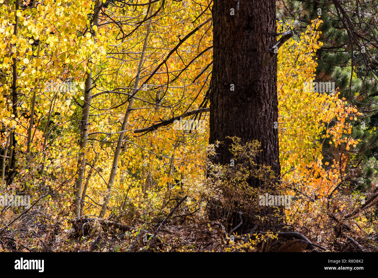 Fall colors in the Sierra Nevadas near Lake Tahoe - CALIFORNIA Stock Photo