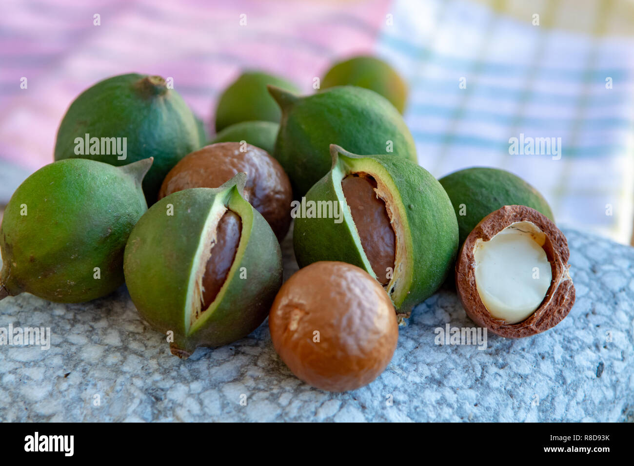 New harvest of ripe fresh Australian macadamia nuts in shell with