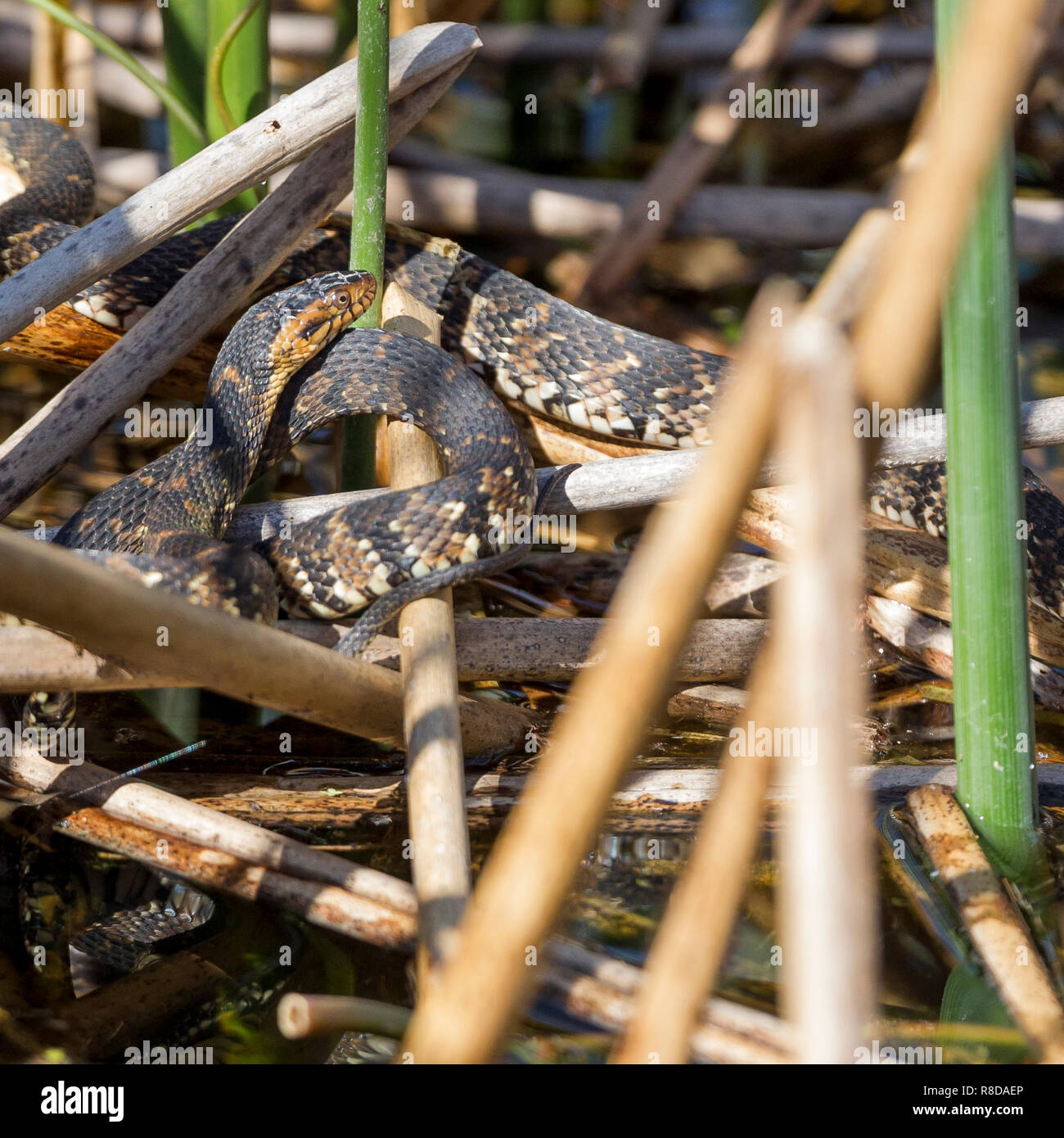 A close view Banded Water snake coiled in reeds, Florida Everglades ,United States of America. Square format Stock Photo