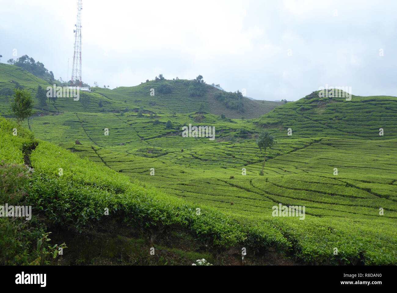 Tea plantation near Bandung, Indonesia Stock Photo