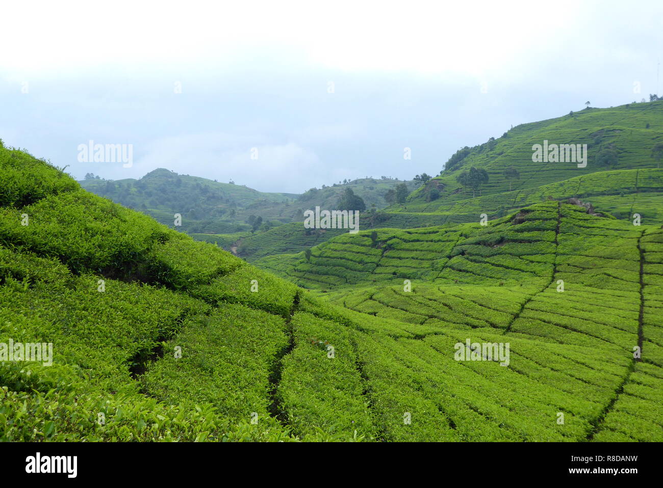 Tea plantation near Bandung, Indonesia Stock Photo Alamy