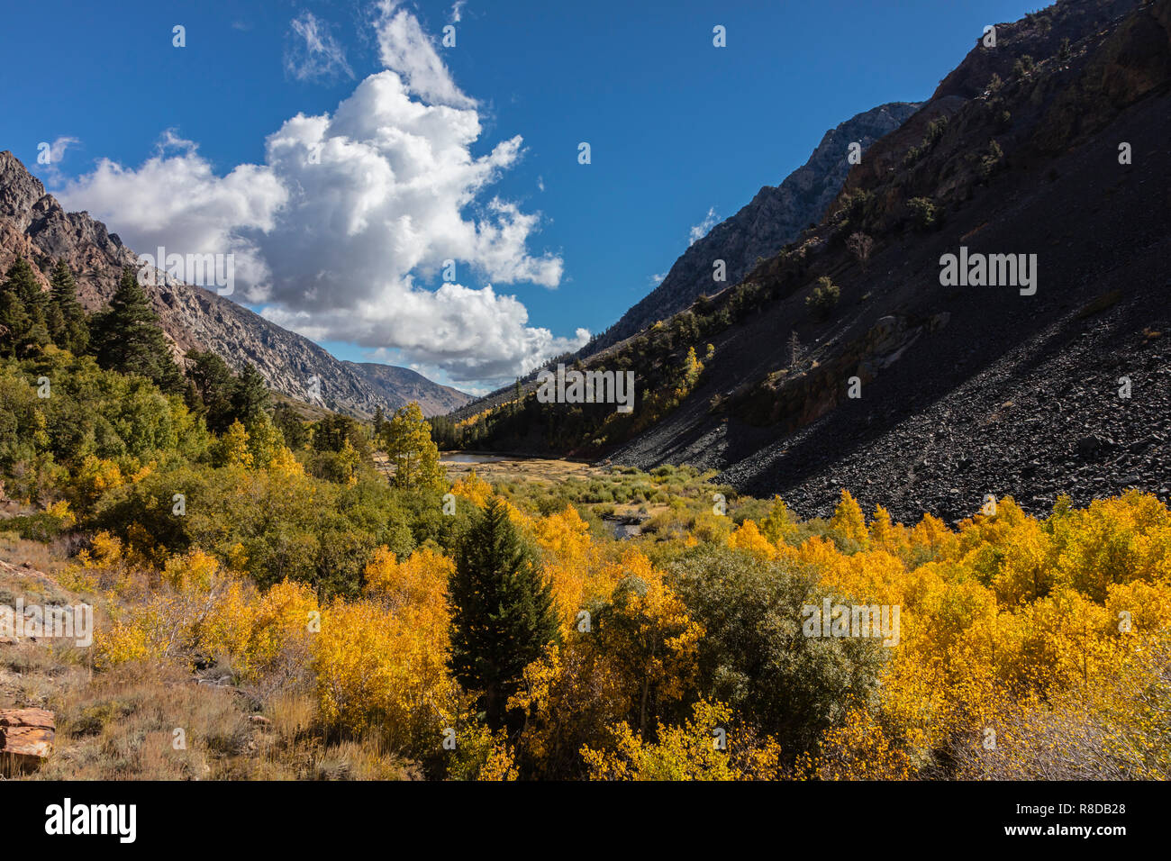 ASPENS turn colors in LUNDY CANYON in the Eastern Sierra - CALIFORNIA Stock Photo
