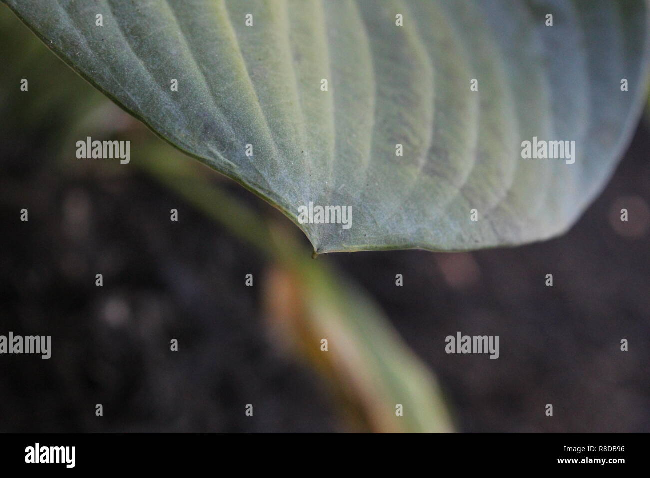 Green Leaf on Black Mulch Background Stock Photo