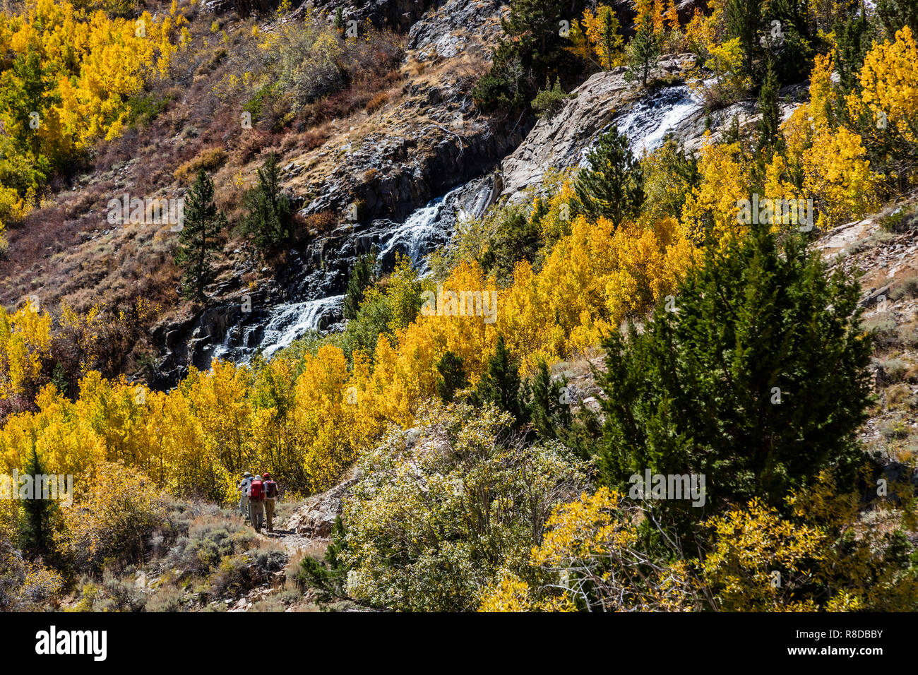 Lundy Creek in Lundy Canyon during the fall colors, Easter Sierra of