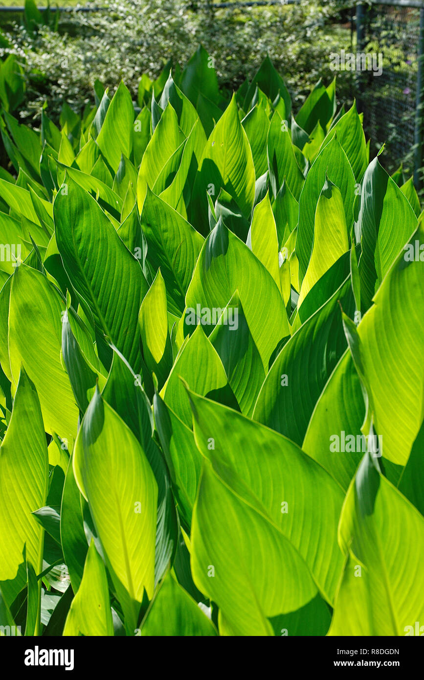 Pointed leaves of canna lily Stock Photo Alamy