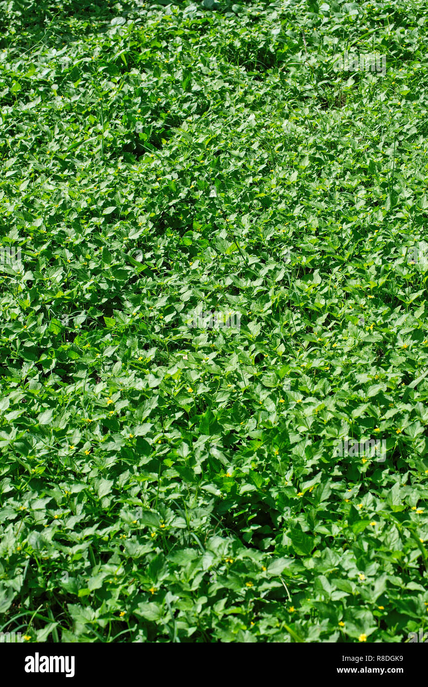 Lawn ground cover hi-res stock photography and images - Alamy