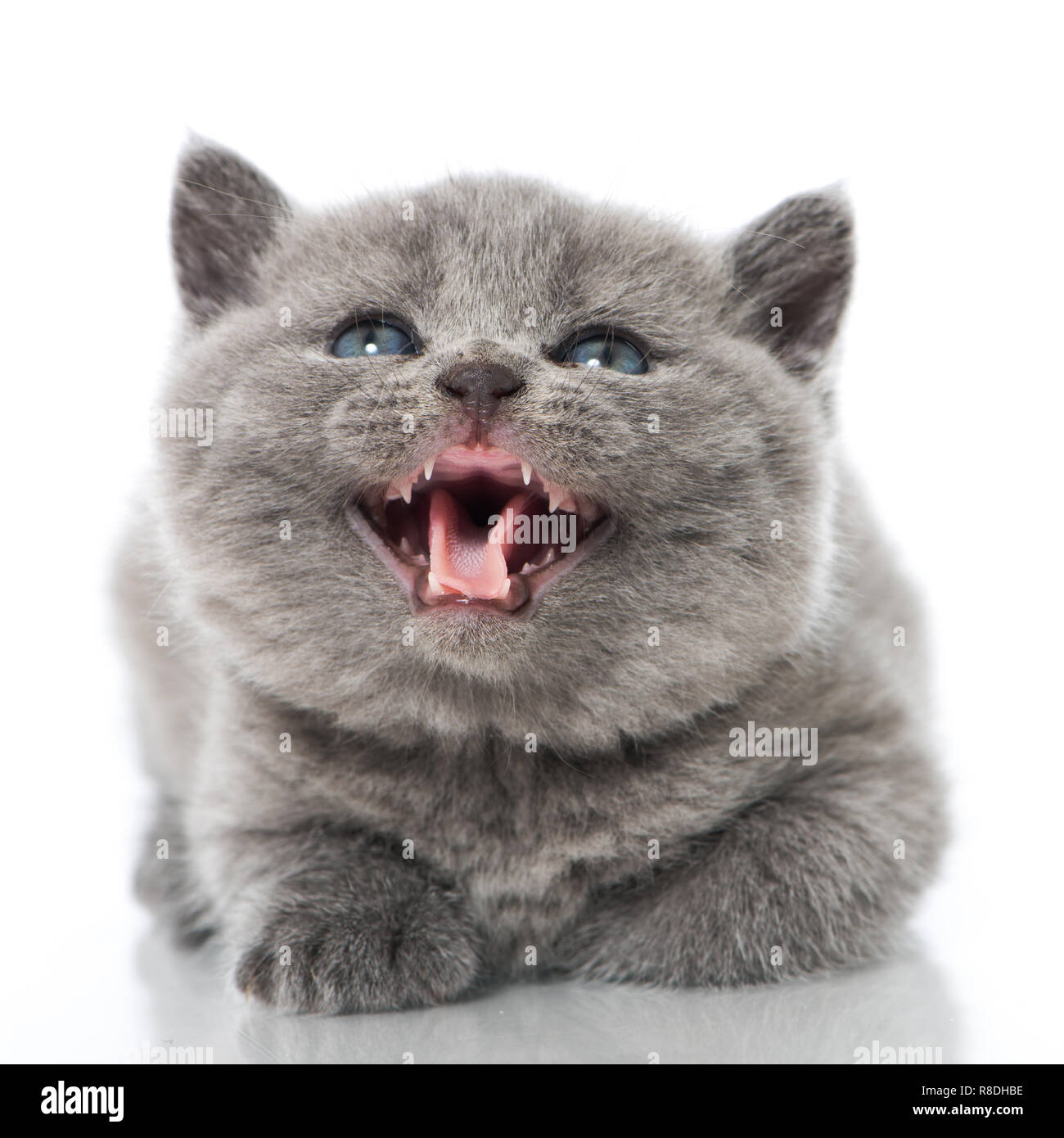 British Shorthair Kitten Isolated On White Stock Photo 228951058