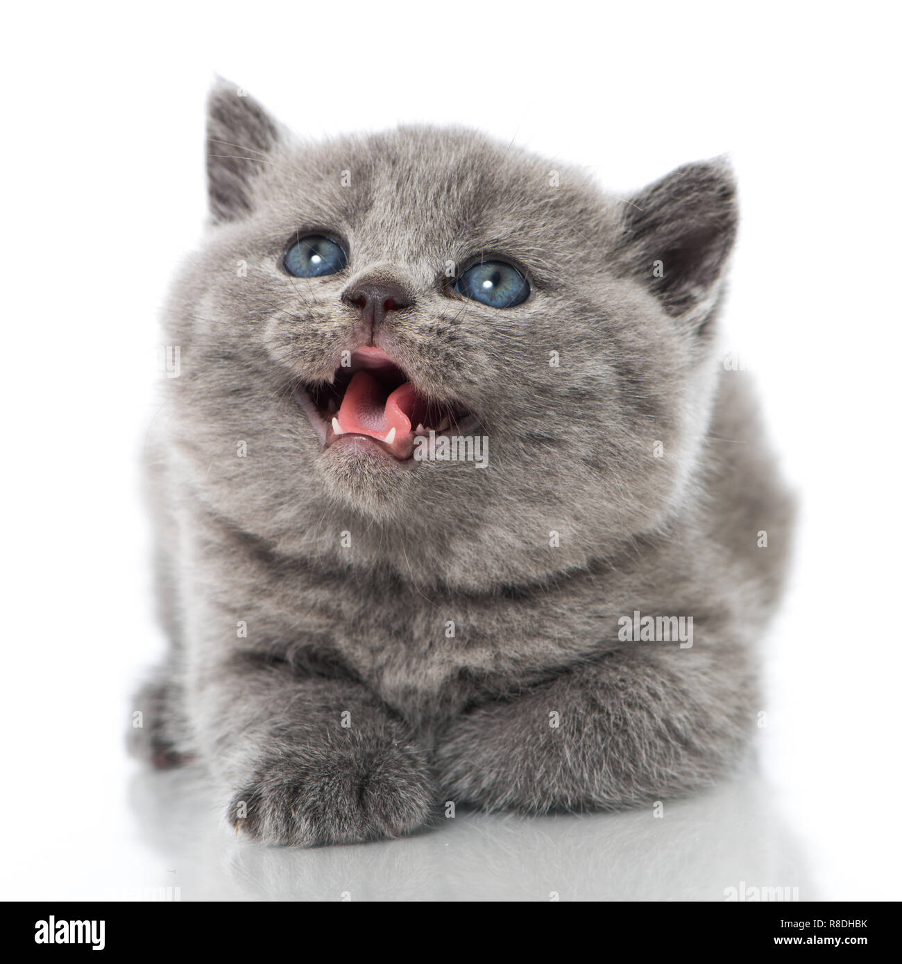 British Shorthair Kitten Isolated On White Stock Photo 228951063