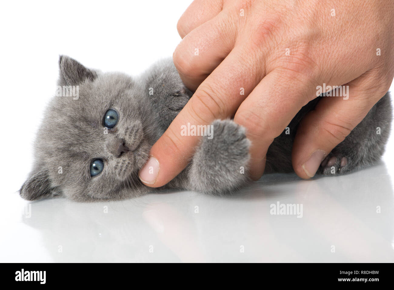 British Shorthair Kitten Isolated On White Stock Photo 228951069