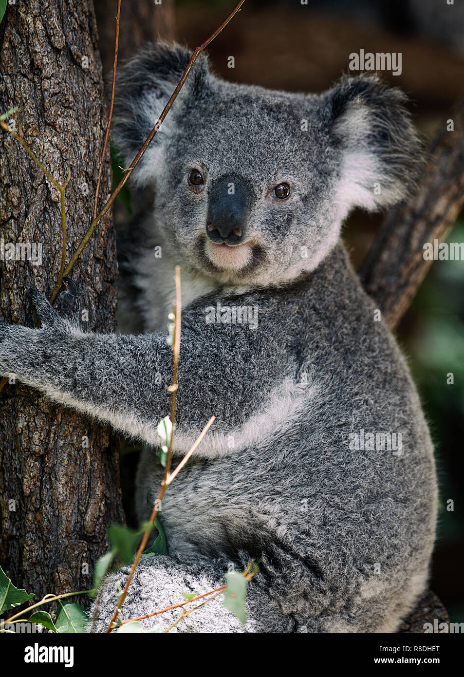 nice koala, brisbaneaustralia Stock Photo Alamy