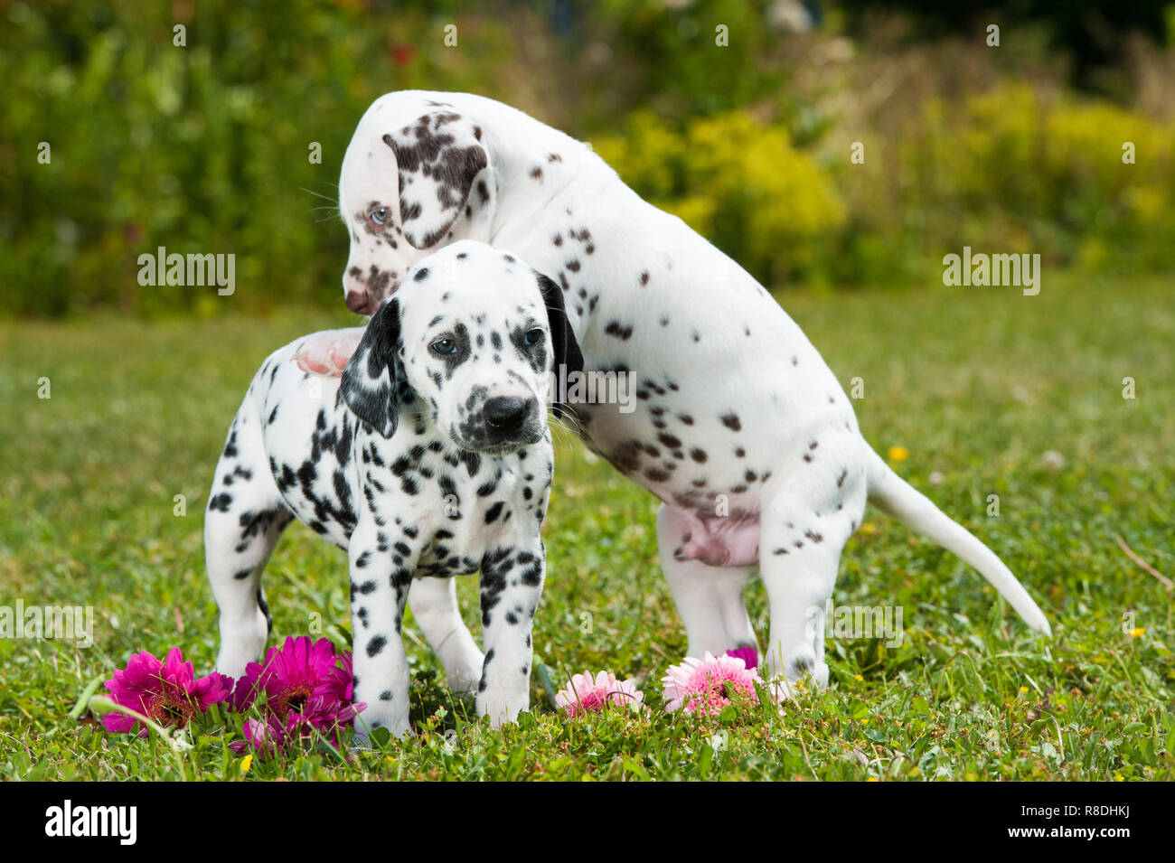 Dalmatian puppies playing on a meadow Stock Photo