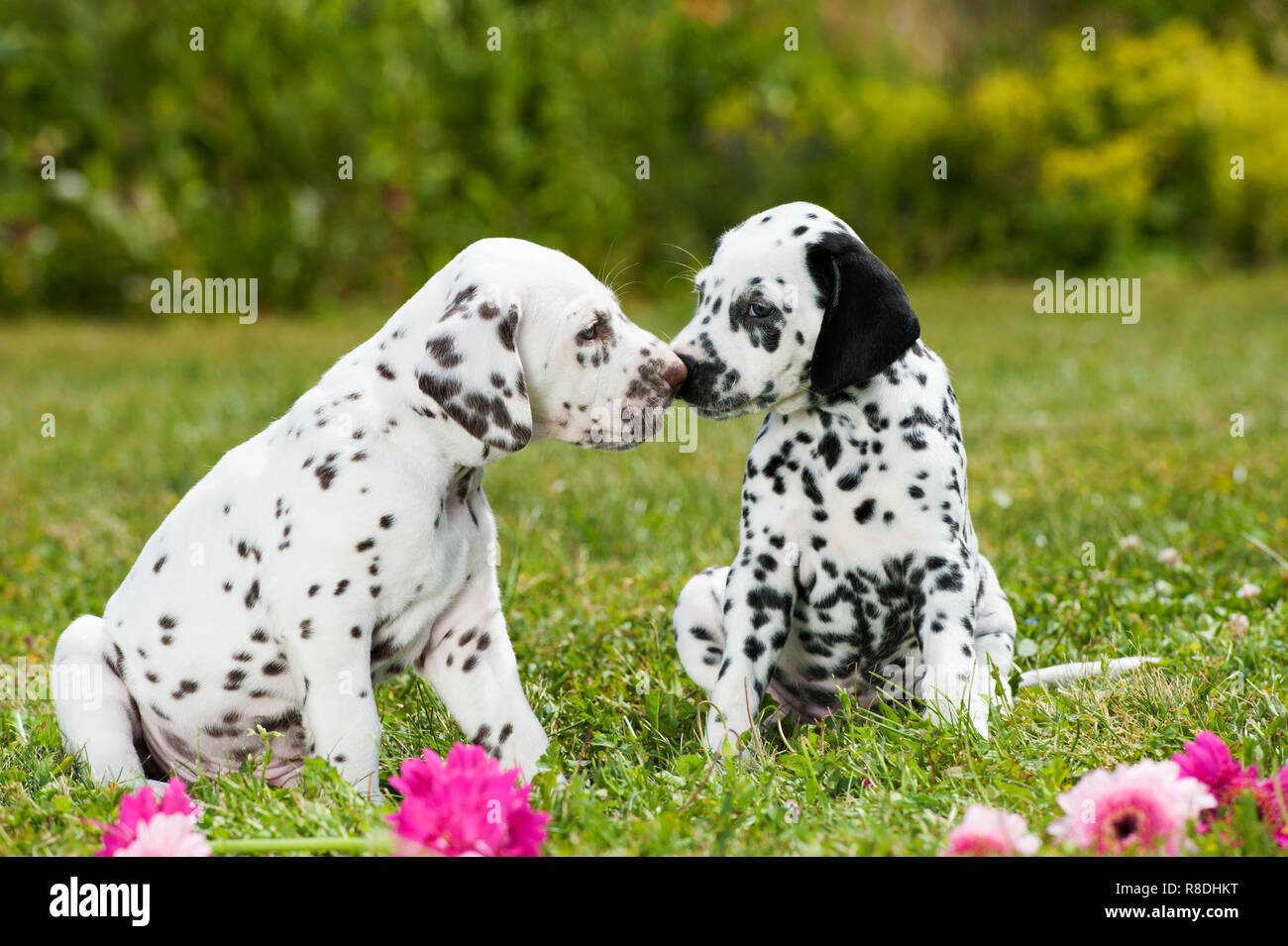 Dalmatian puppies playing on a meadow Stock Photo