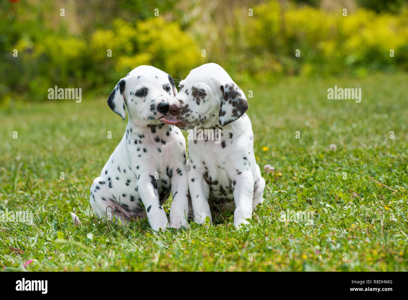Two dalmatian puppies sitting in a meadow Stock Photo