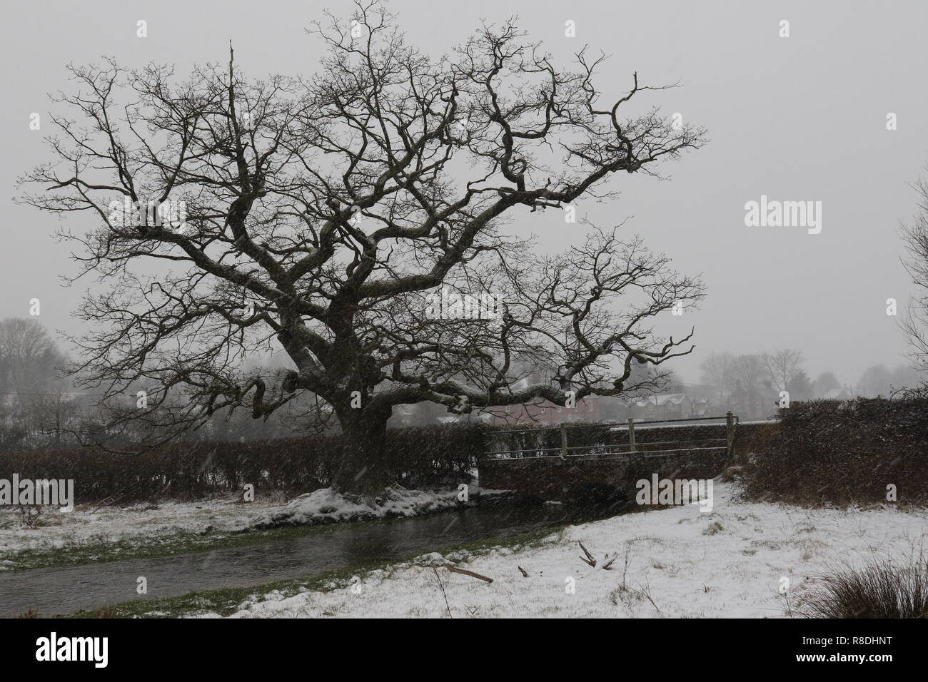 Oak Tree in the snow Stock Photo - Alamy