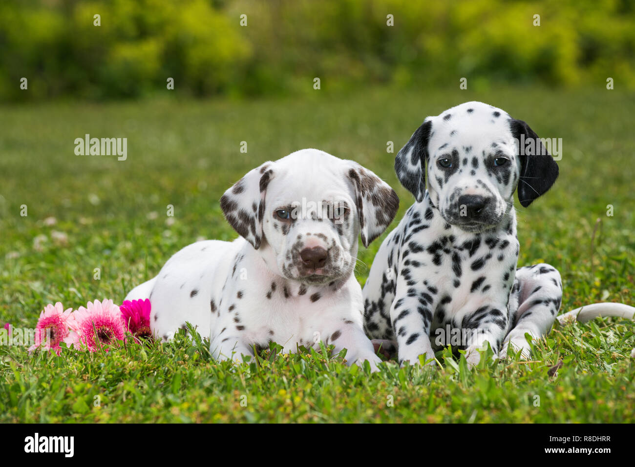Dalmatian puppies lying on a meadow Stock Photo