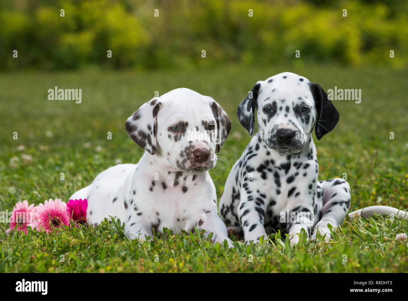 Dalmatian puppies lying on a meadow Stock Photo