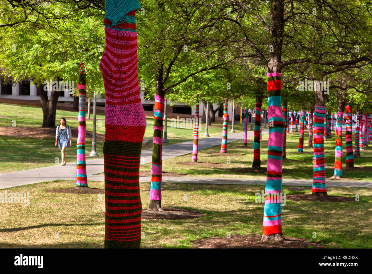 Knit bombed trees, Larry & Mary Ann Faulkner Plaza, Blanton Museum Of Art, University Of Texas Campus, Stock Photo