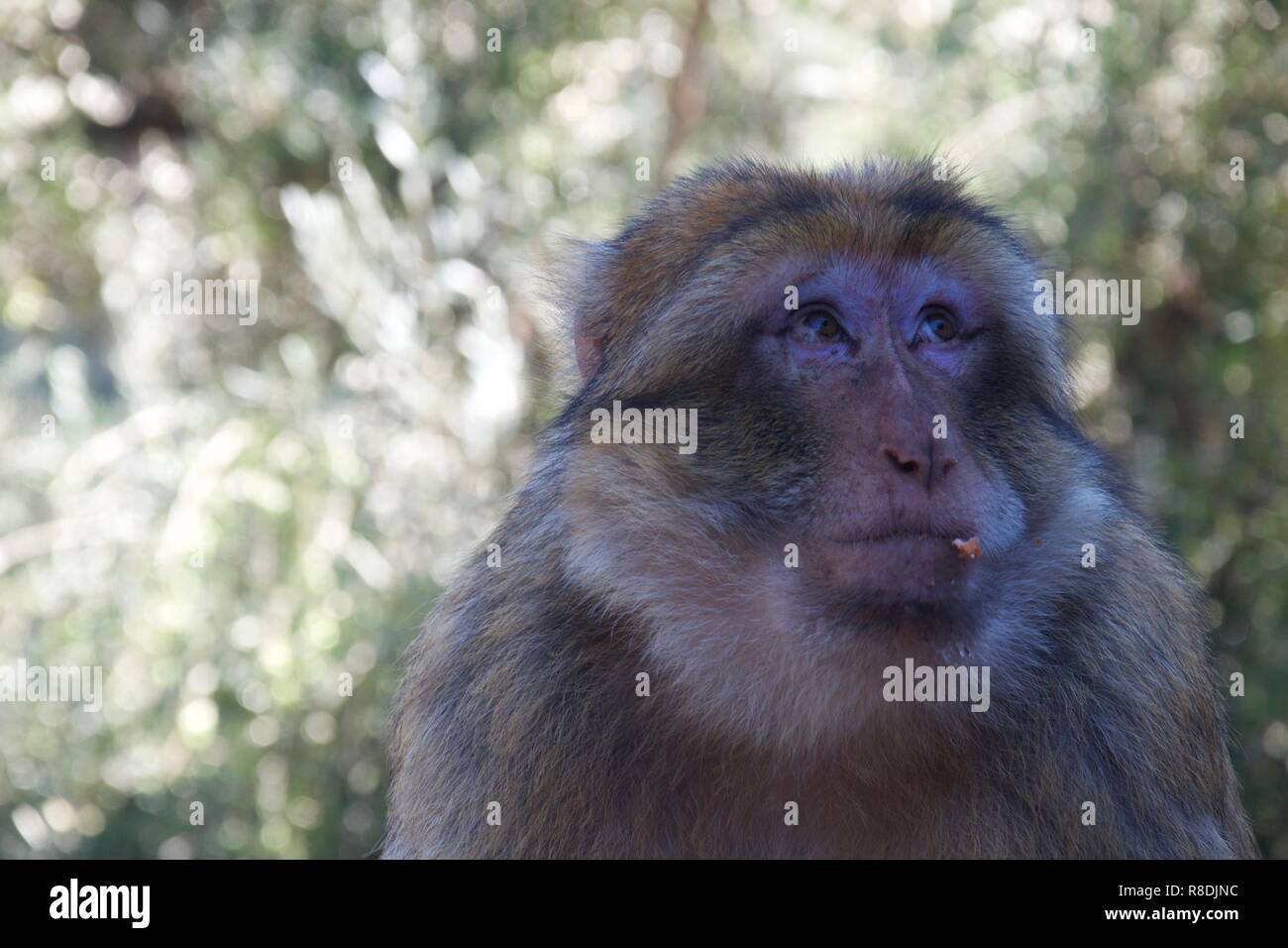 A wistful monkey looks dramatically to the side, but his seriousness is undermined by the flakes of nut around its mouth Stock Photo