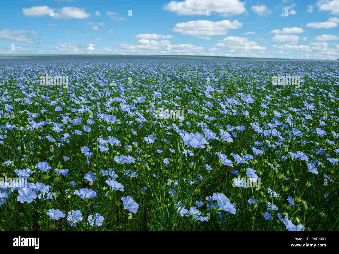Flax flowers. Flax field, flax blooming, flax agricultural cultivation