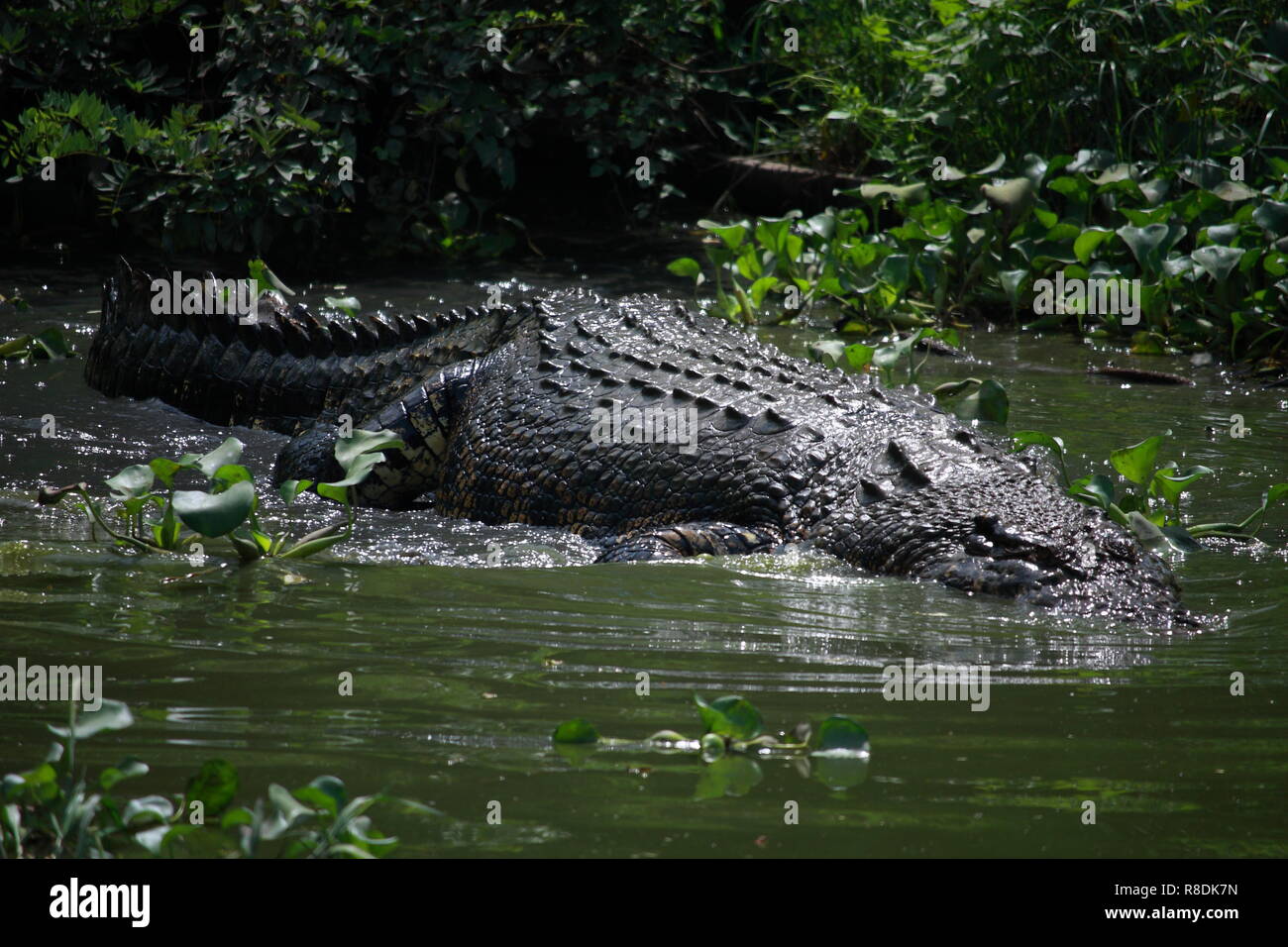 Wildlife photo, image of big crocodile swimming in lake, crocodylus porosus Stock Photo