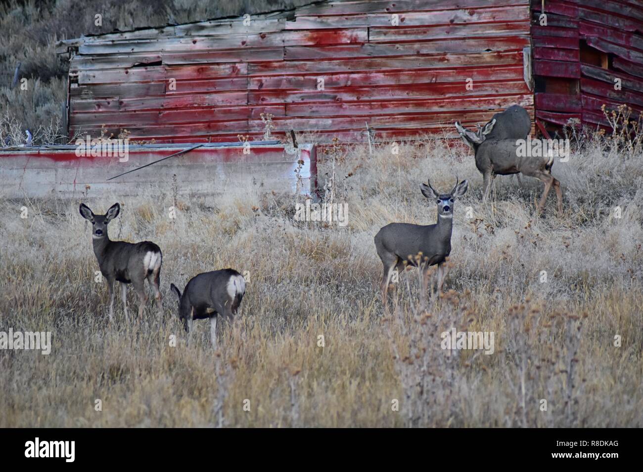 Wild Deer in the Utah Wasatch Front Rocky Mountains in front of a red