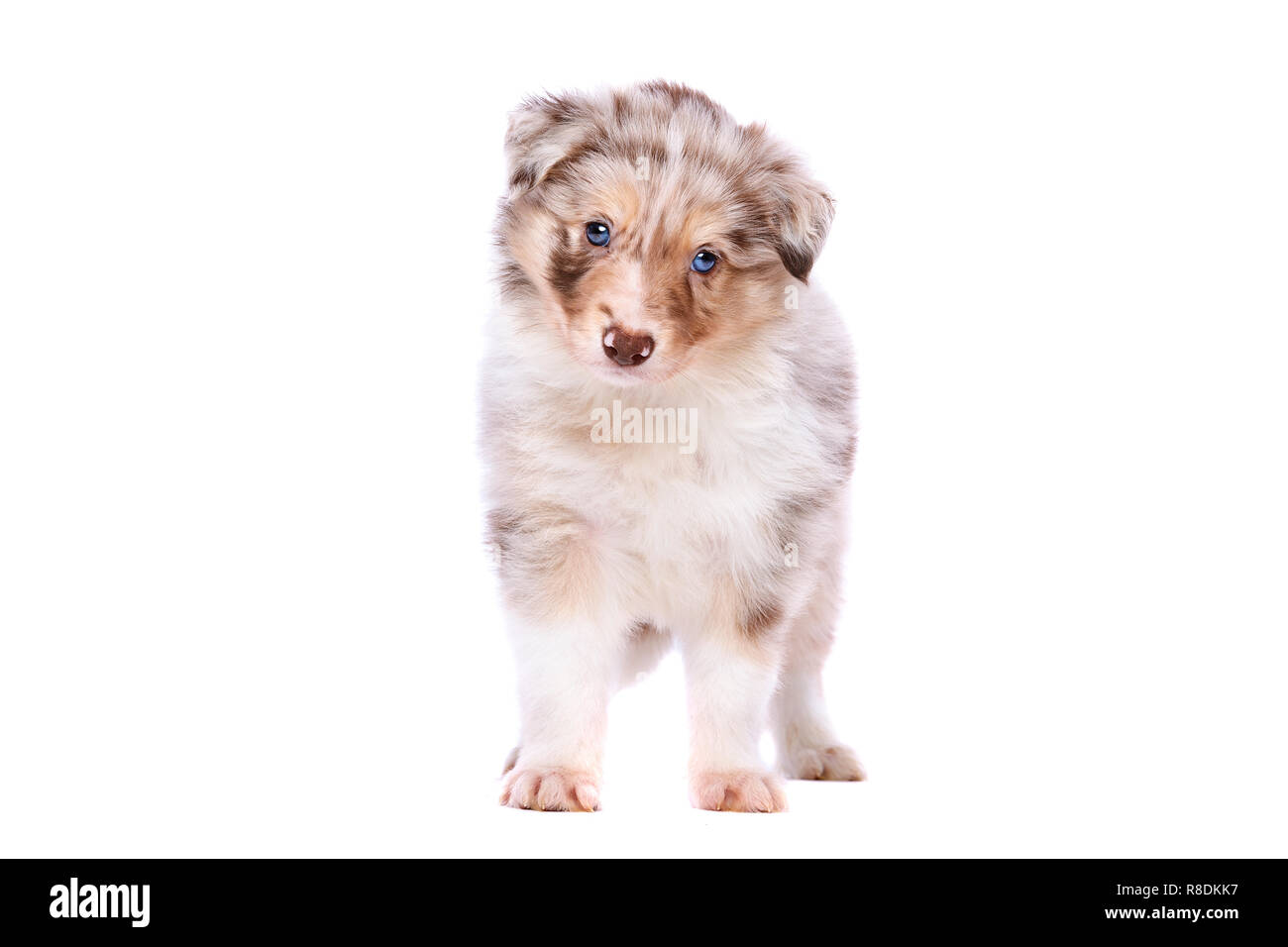 Red merle border collie puppy in front of a white background Stock