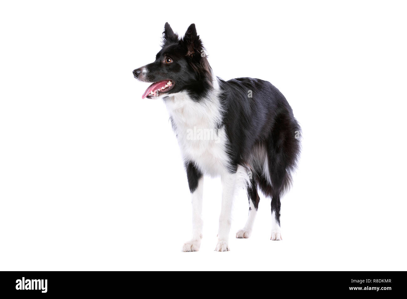 Border Collie Dog Standing In Front Of A White Background Stock Photo border-collie-dog-standing-in-front-of-a-white-background-stock-photo
