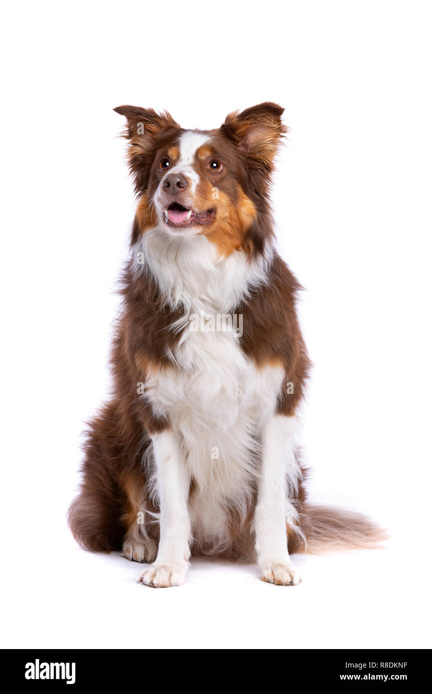 Tri colour border collie sitting in front of a white background Stock Photo