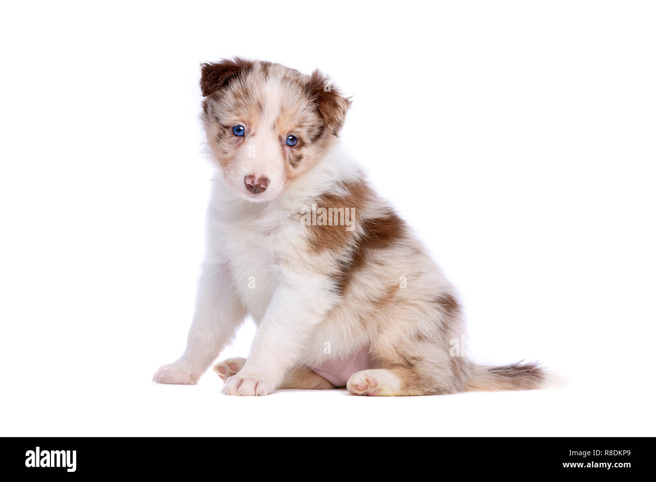 Red Merle Border Collie High Resolution Stock Photography and Images - Alamy