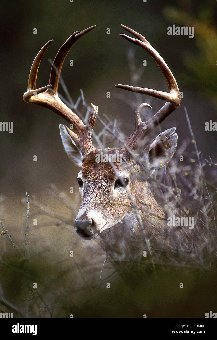 White tailed deer Stock Photo