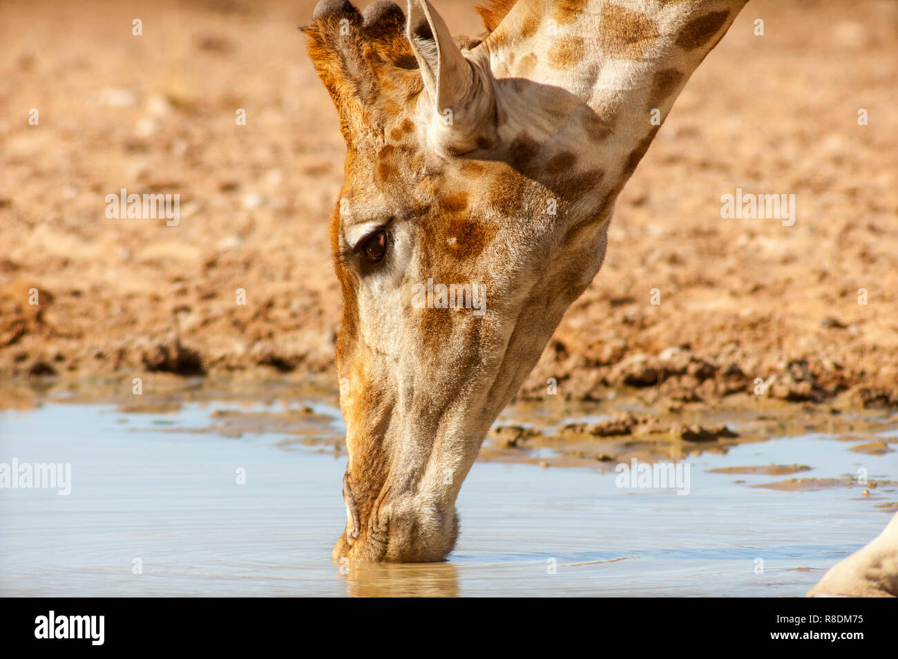 Close up of a Giraffe drinking at an waterhole, Kgalagadi Transfontier Park, South Africa Stock Photo