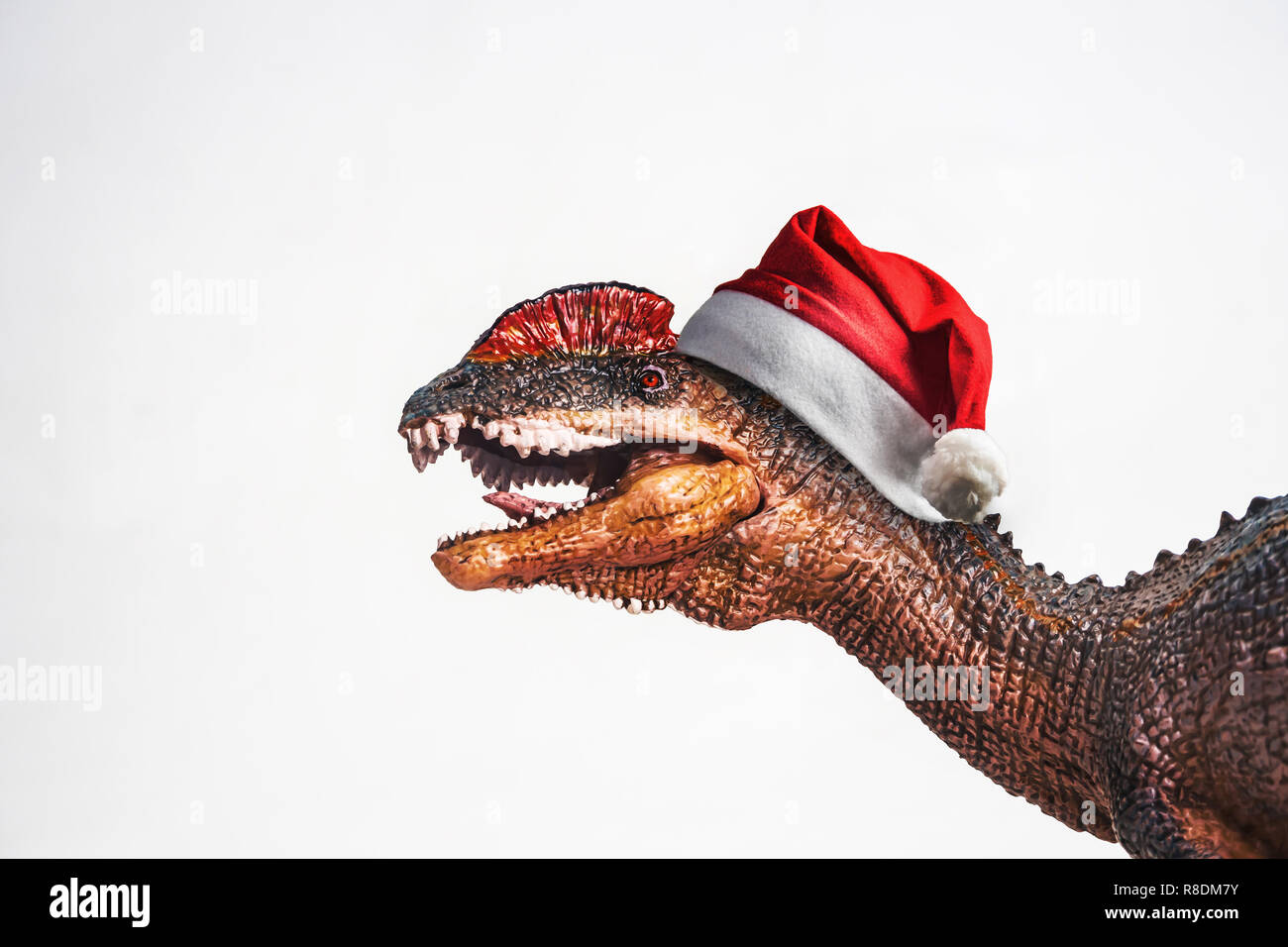 dinosaur , Dilophosaurus with Christmas hat on white background Stock Photo  - Alamy