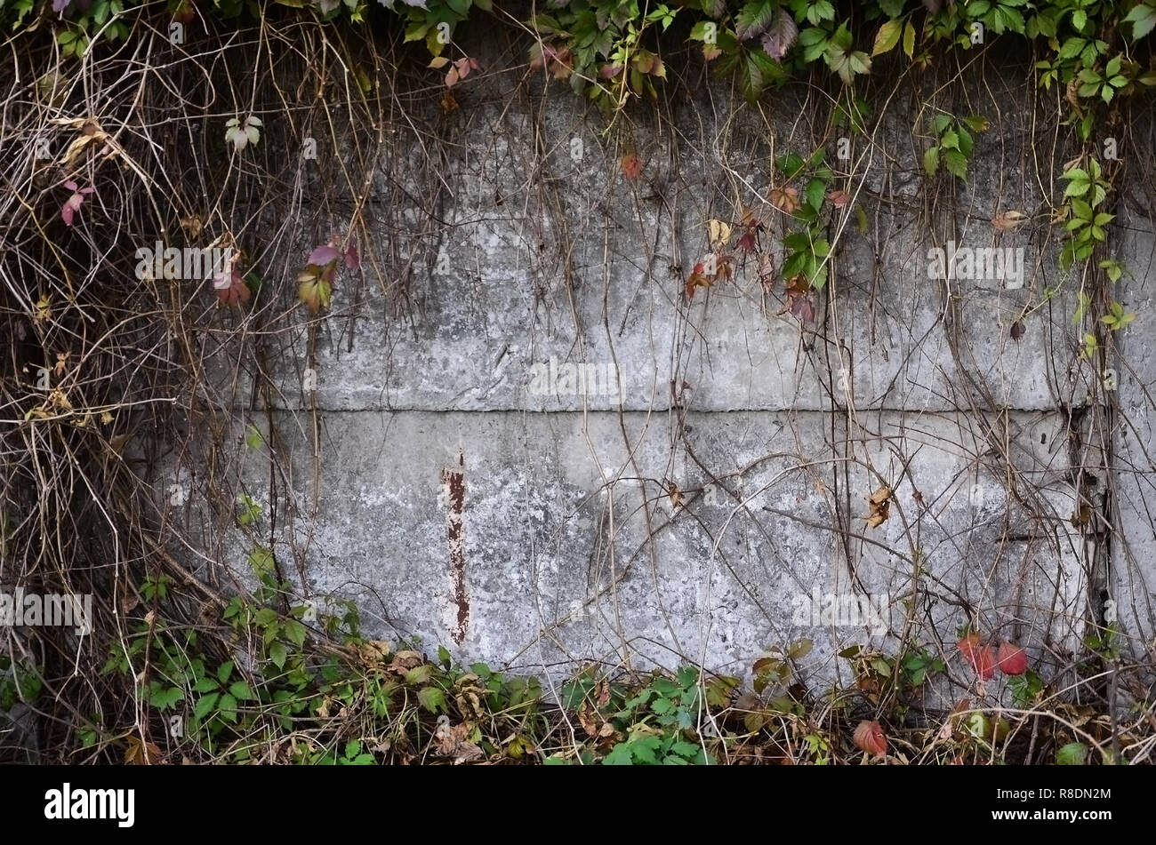 Wild natural colored wine covering a grey concrete wall in autumn Stock Photo