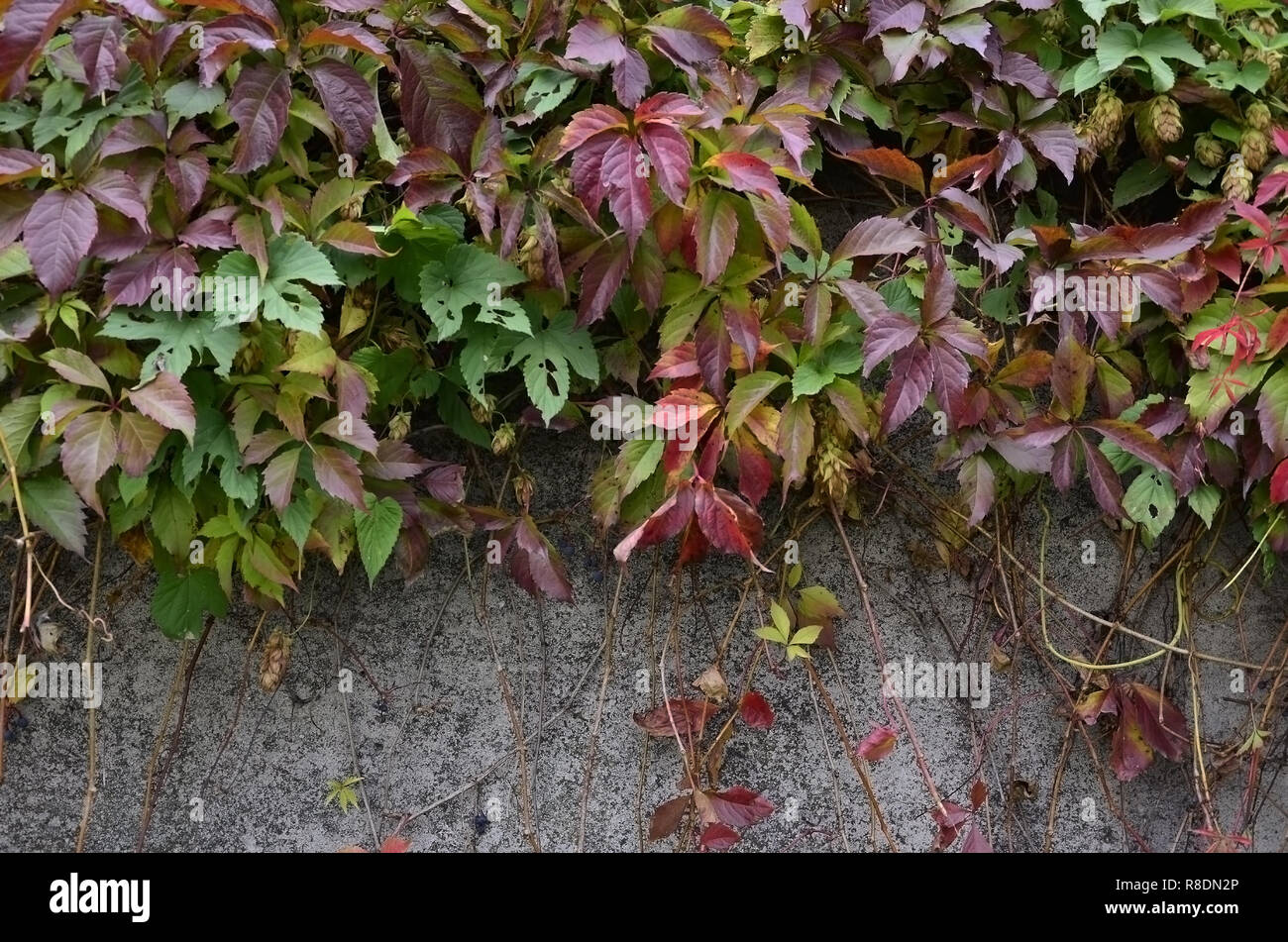Wild natural colored wine covering a grey concrete wall in autumn Stock Photo