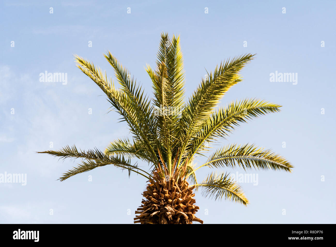 branches of date palms under blue sky. large beautiful green palm
