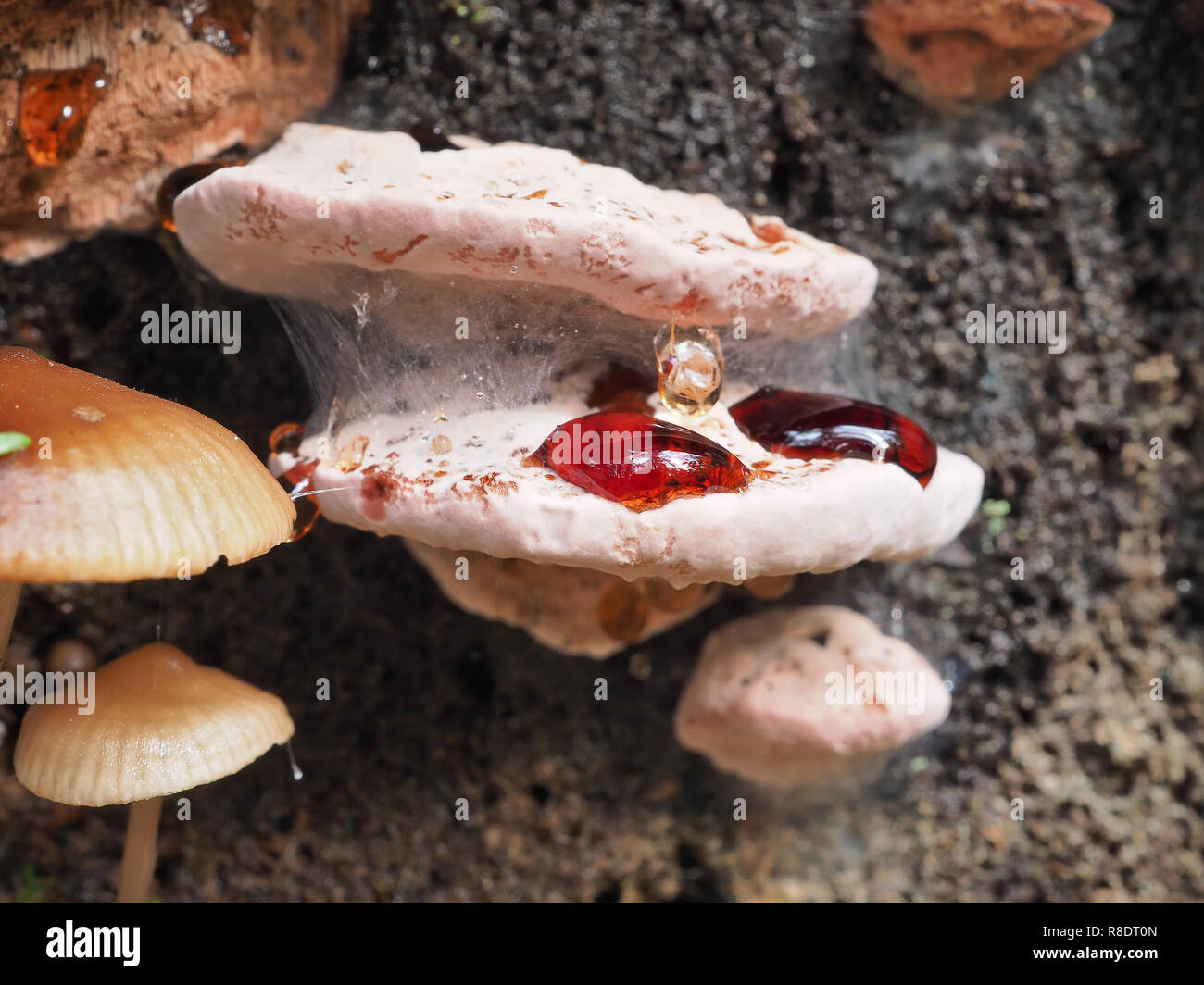 Fomitopsis cajanderi bracket fungi growing on a stump in a Washington state forest Stock Photo